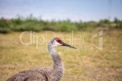 Sandhill crane bird Grus canadensis