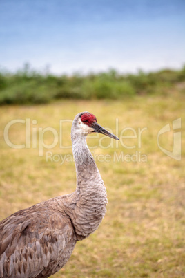 Sandhill crane bird Grus canadensis