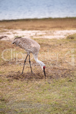 Sandhill crane bird Grus canadensis