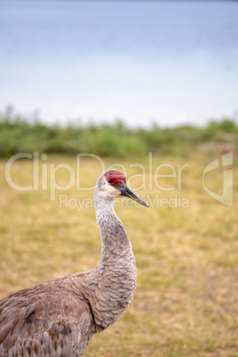 Sandhill crane bird Grus canadensis