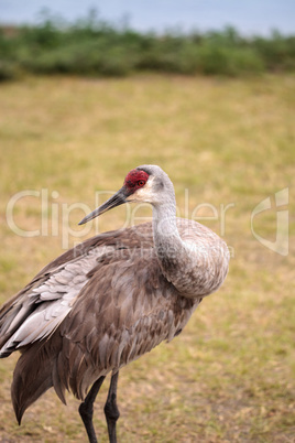 Sandhill crane bird Grus canadensis