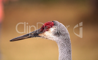 Sandhill crane bird Grus canadensis