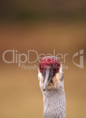 Sandhill crane bird Grus canadensis