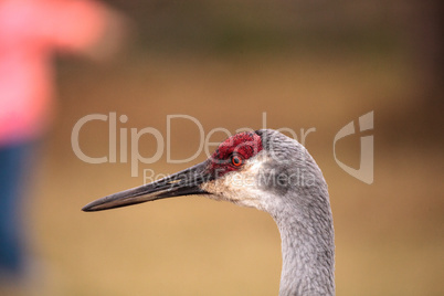 Sandhill crane bird Grus canadensis