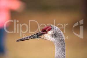 Sandhill crane bird Grus canadensis