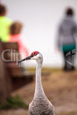 Sandhill crane bird Grus canadensis