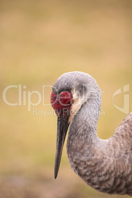 Sandhill crane bird Grus canadensis