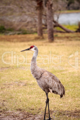 Sandhill crane bird Grus canadensis