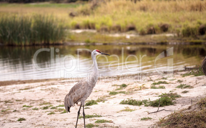 Sandhill crane bird Grus canadensis