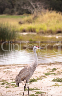 Sandhill crane bird Grus canadensis