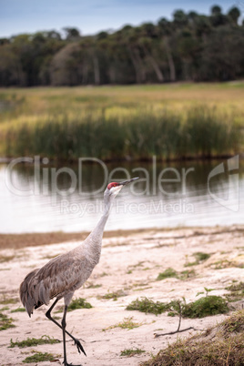 Sandhill crane bird Grus canadensis