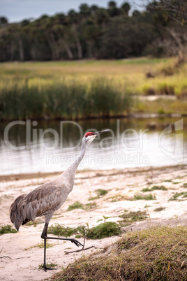 Sandhill crane bird Grus canadensis