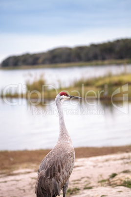 Sandhill crane bird Grus canadensis