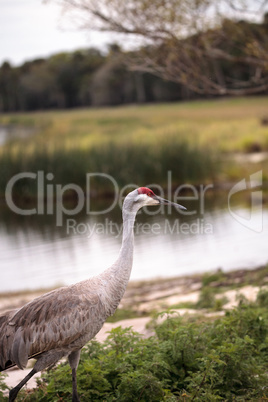 Sandhill crane bird Grus canadensis