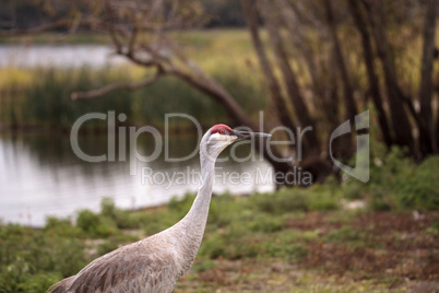 Sandhill crane bird Grus canadensis