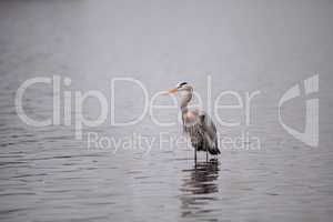 Great blue heron Ardea herodias in the wetland