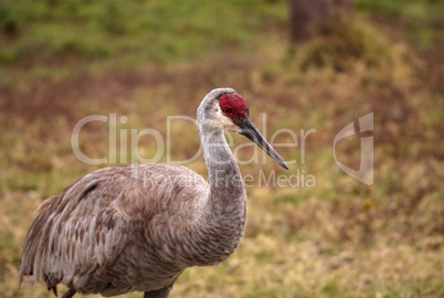 Sandhill crane bird Grus canadensis