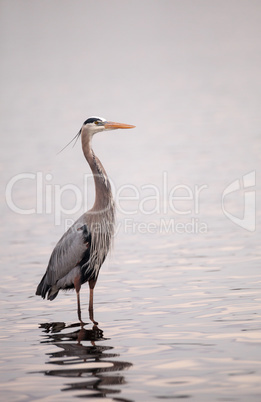 Great blue heron Ardea herodias in the wetland