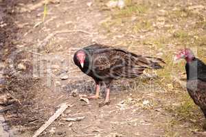 Turkey Vulture Cathartes aura at the Myakka River State Park