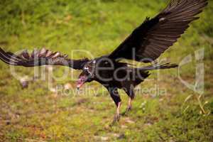 Turkey Vulture Cathartes aura at the Myakka River State Park