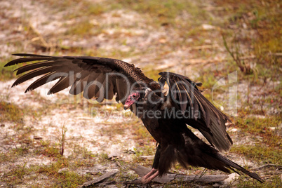 Turkey Vulture Cathartes aura at the Myakka River State Park