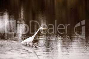 Great egret Ardea alba in the wetland and marsh at the Myakka Ri