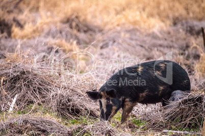 Wild pigs Sus scrofa forage for food in the wetland