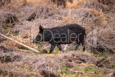 Wild pigs Sus scrofa forage for food in the wetland