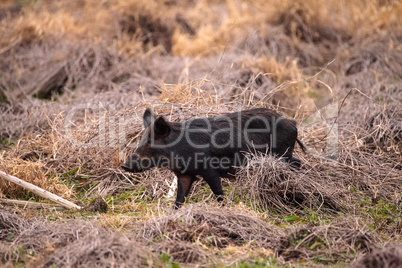 Wild pigs Sus scrofa forage for food in the wetland