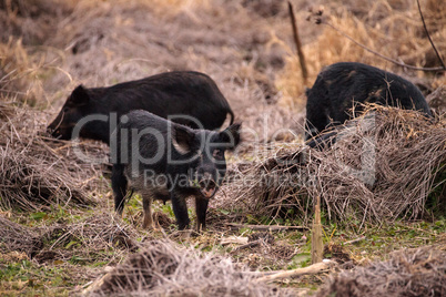 Wild pigs Sus scrofa forage for food in the wetland