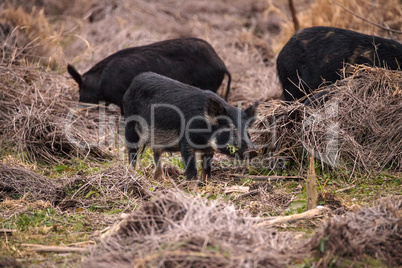 Wild pigs Sus scrofa forage for food in the wetland