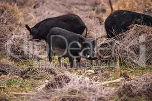 Wild pigs Sus scrofa forage for food in the wetland