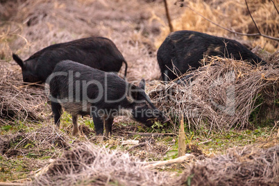 Wild pigs Sus scrofa forage for food in the wetland