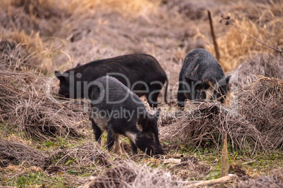 Wild pigs Sus scrofa forage for food in the wetland