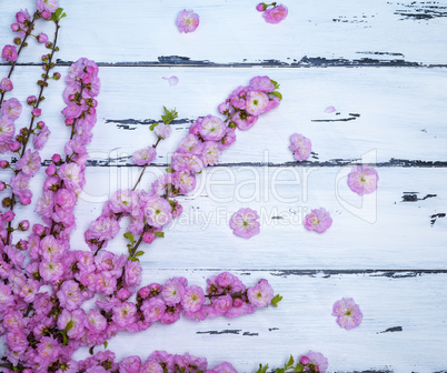branches with pink flowers Louiseania triloba
