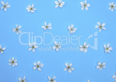 blue background with blooming white flowers of cherry