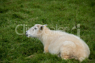 Single sheep in green grass