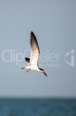 Flock of black skimmer terns Rynchops niger on the beach at Clam