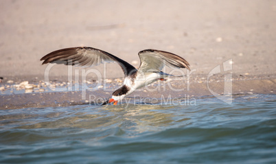 Flock of black skimmer terns Rynchops niger on the beach at Clam