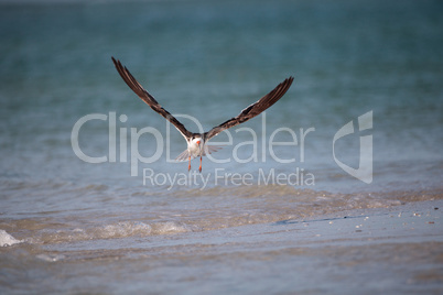 Flock of black skimmer terns Rynchops niger on the beach at Clam