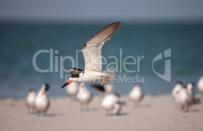 Flock of black skimmer terns Rynchops niger on the beach at Clam