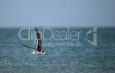 Flock of black skimmer terns Rynchops niger on the beach at Clam