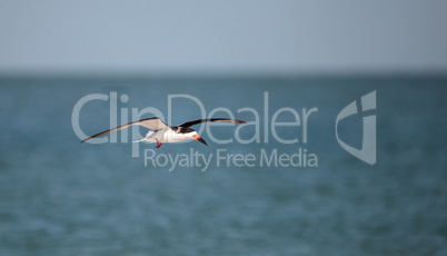 Flock of black skimmer terns Rynchops niger on the beach at Clam