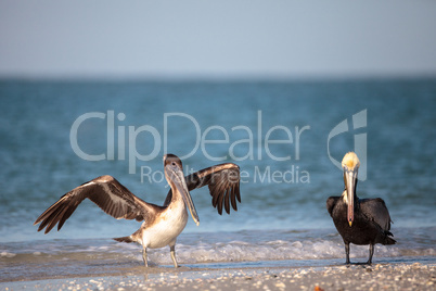 Brown pelican bird Pelecanus occidentalis