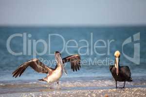 Brown pelican bird Pelecanus occidentalis