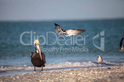 Brown pelican bird Pelecanus occidentalis