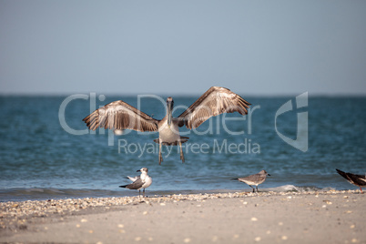 Brown pelican bird Pelecanus occidentalis