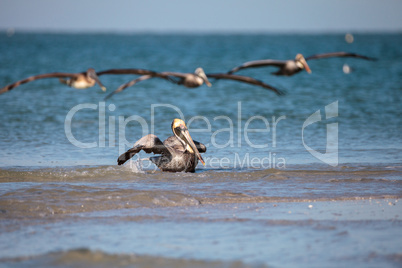 Brown pelican bird Pelecanus occidentalis