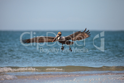 Brown pelican bird Pelecanus occidentalis