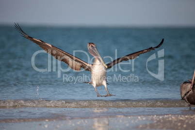 Brown pelican bird Pelecanus occidentalis